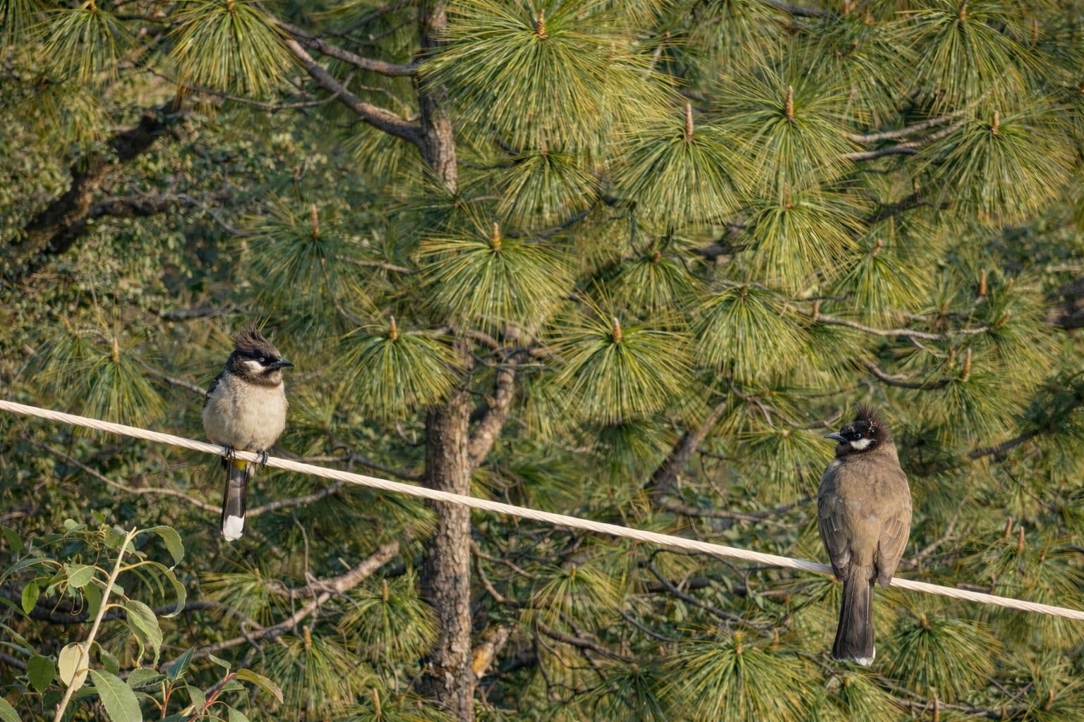 Bird Watching at Dawn